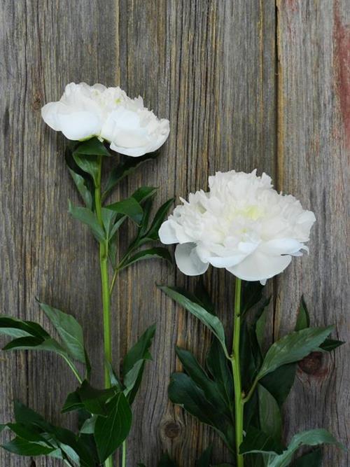 DUCHESS DE NEMOURS  WHITE PEONIES